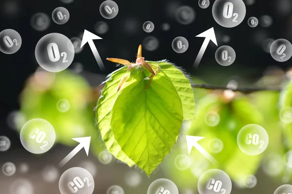 Frisch Grüne Frühlingsblätter Von Buchen Auf Natürlichem Hintergrund Kohlendioxidaufnahme Und — Stockfoto
