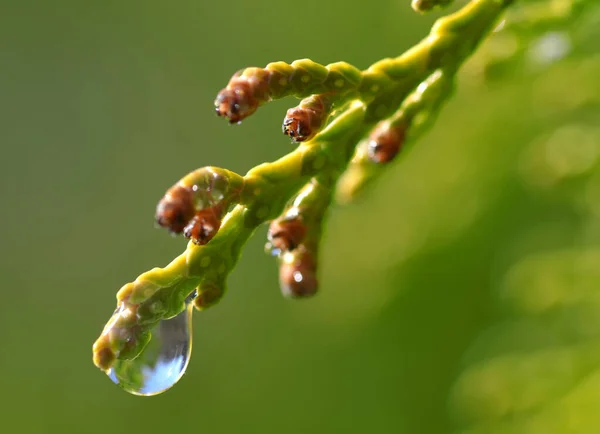 Pluie Tombe Sur Branche Thuja Contexte Naturel — Photo