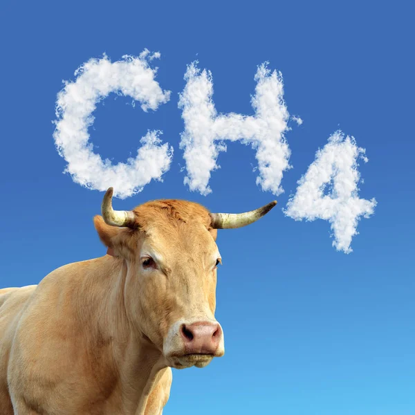 Голова Коровы Текстом Ch4 Облаков Заднем Плане Концепция Выбросов Метана — стоковое фото