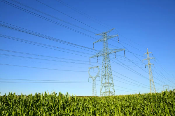 Електричні Пілони Кукурудзяному Полі Вежа Передачі Блакитним Сонячним Небом Фоні — стокове фото
