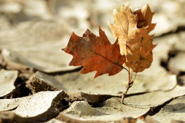 Kuru ve çatlamış toprakta kurumuş bitki. Ölü doğa. Küresel ısınma kavramı.