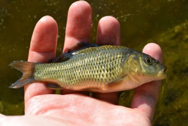 Balıkçının avucunda küçük sazan balığı (Cyprinus carpio).