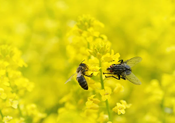 Vuela Con Abeja Melífera Sobre Una Flor Amarilla Barbarea Vulgaris — Foto de Stock