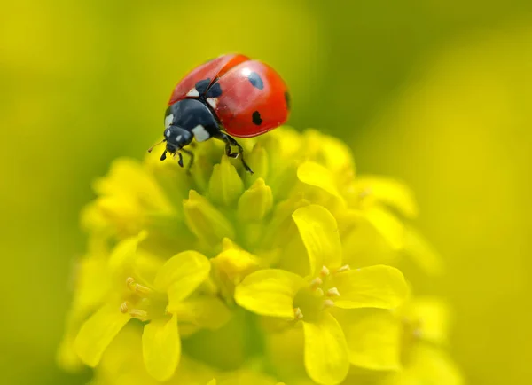 Mariquita Una Flor Amarilla Barbarea Vulgaris Temporada Primavera — Foto de Stock