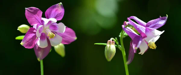 Fialové Květy Columbine Aquilegia Vulgaris Zblízka Jarní Sezóna Panoramatické Přírodní — Stock fotografie