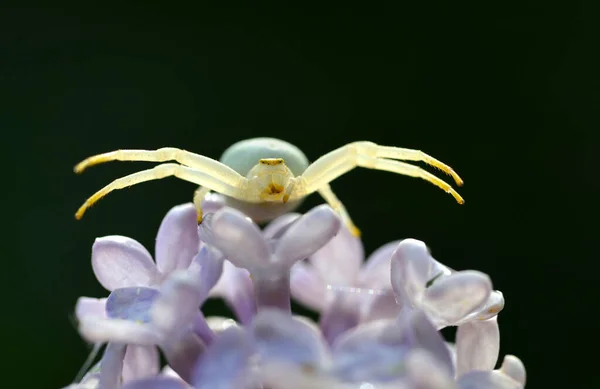 Bílý Krabí Pavouk Misumena Vatia Květu Šeříku — Stock fotografie