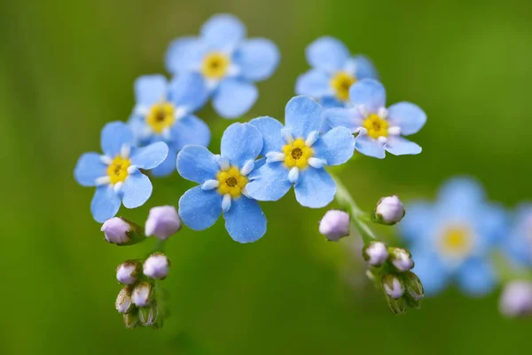 忘记我的花 Myosotis Sylvatica 特写在草地上 绿色自然背景下的春蓝色开花植物 — 图库照片