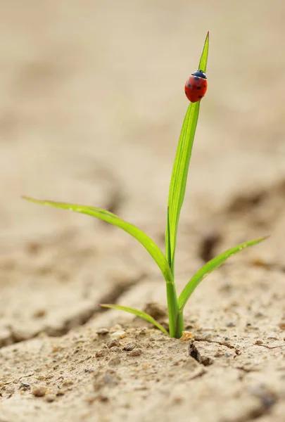 Coccinella Piccola Pianta Che Cresce Terreno Crepato Essiccato Nuovo Concetto — Foto Stock