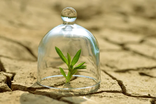 Growing Plant Glass Dry Cracked Earth Concept Environmental Protection Global — Stock Photo, Image