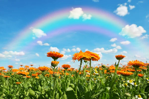 Calendula Officinalis Calendula Officinalis Che Cresce Sul Campo Stagione Estiva — Foto Stock