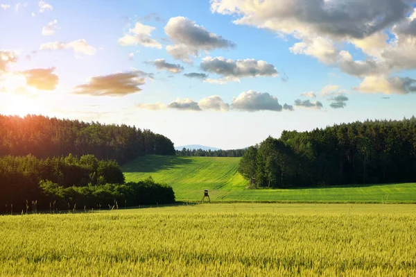 Vårlandskap Med Vetefält Vid Solnedgången Landsbygdsscen — Stockfoto