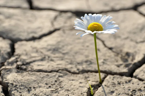 Marguerite Flower Growing Dried Cracked Soil New Life Concept — Stock Photo, Image