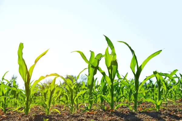 Молодые Зеленые Кукурузные Растения Растут Поле Сельскохозяйственный Пейзаж — стоковое фото