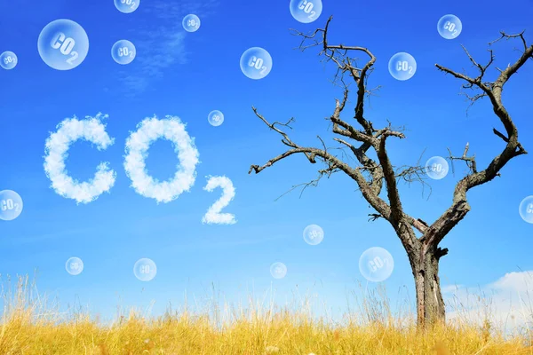 Dode Boom Bellen Co2 Klimaatconcept Voor Opwarming Van Aarde Verandering — Stockfoto