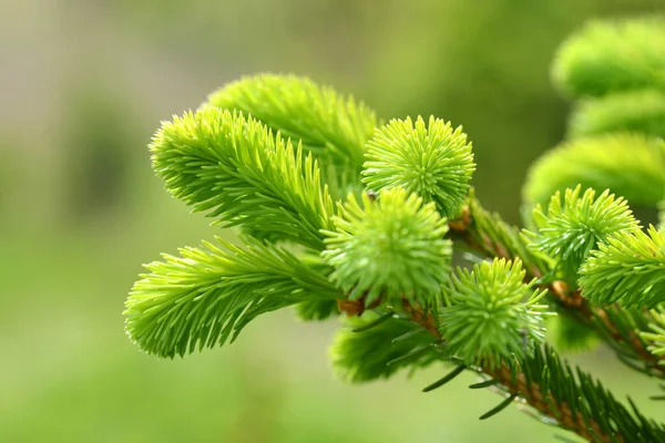 Granch Gran Träd Närbild Vårens Natur Bakgrund — Stockfoto
