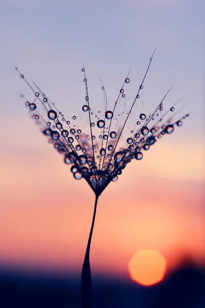 Water Drops Dandelion Seed Sunrise Morning Dew Closeup Nature Background — Stock Photo, Image