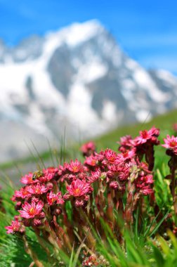 Güzel pembe çiçeklere yakın çekim Sempervivum montanum ya da dağ çayırlarında yetişen Houseleeks. Arka planda Mont Blanc Massif (Monte Bianco) ile yaz manzarası. Aosta Vadisi, İtalya.