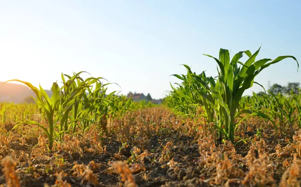 Fiatal Zöld Kukoricanövények Nőnek Mezőn Mezőgazdasági Táj — Stock Fotó