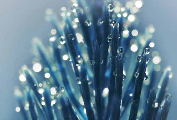 Fresh Morning Dew Drops Horsetail Equisetum Arvense Closeup Nature Background — Stock Photo, Image