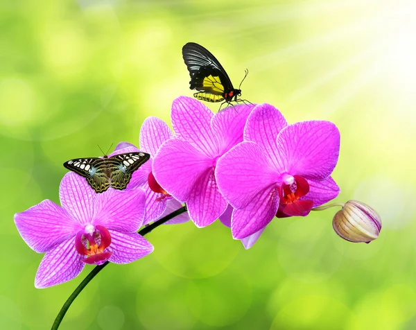 Purple orchid with butterflies — Stock Photo, Image