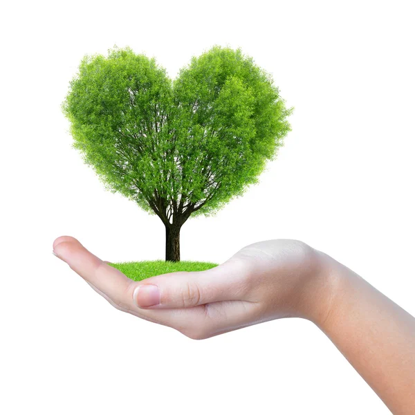 Растущее дерево в форме сердца в руке — стоковое фото