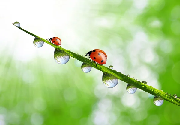 Dew and ladybirds — Stock Photo, Image