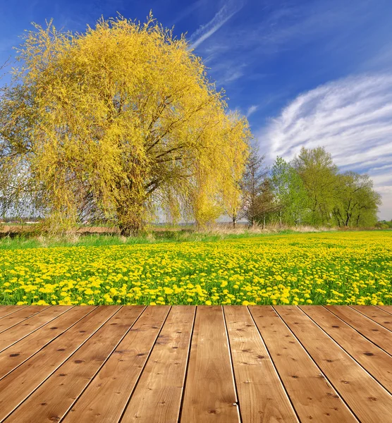 Spring landscape — Stock Photo, Image