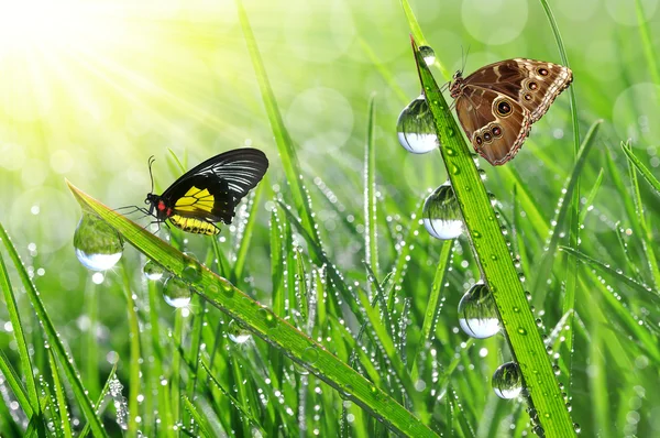 Dew and butterflies — Stock Photo, Image