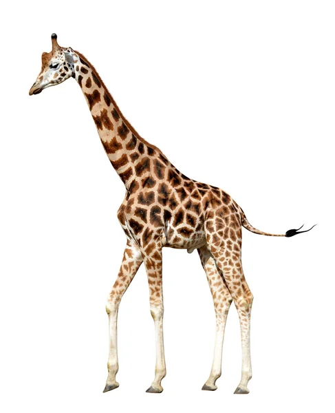 Giraffe — Stock Photo, Image