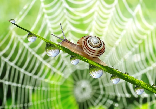 Snail on dewy grass — Stock Photo, Image
