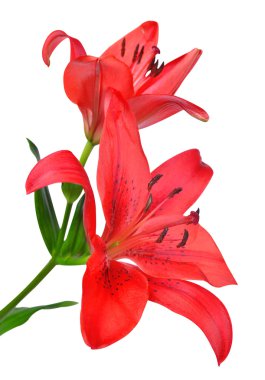 Kırmızı lily çiçek