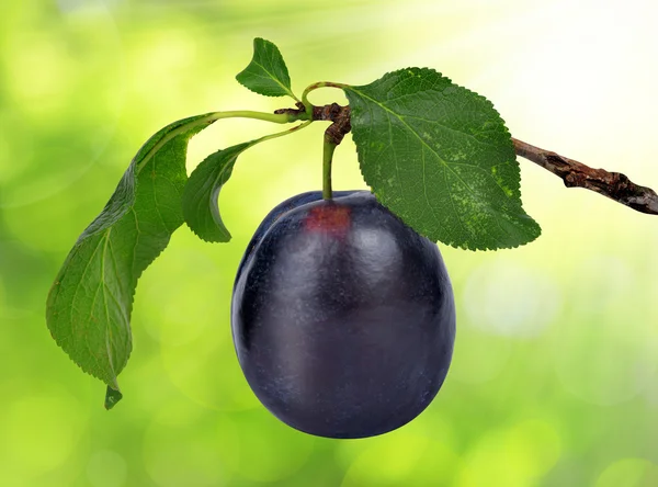 Plum — Stock Photo, Image