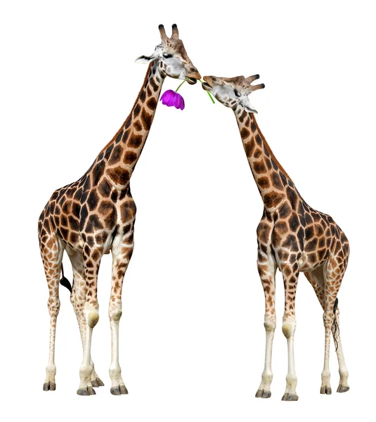 Kochający żyrafy — Zdjęcie stockowe