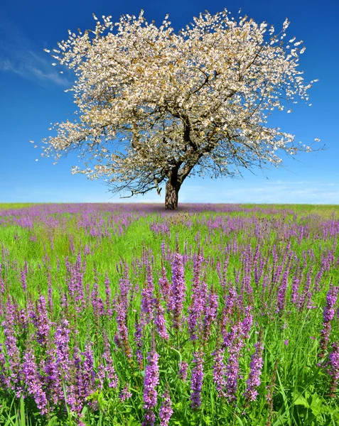 Albero ciliegio fiorito — Foto Stock