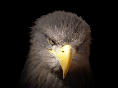 Sea eagle clipart