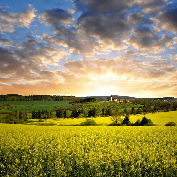 Kolza tohumu alan — Stok fotoğraf