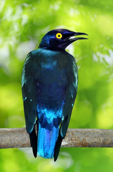 Μωβ γυαλιστερό starling — Φωτογραφία Αρχείου