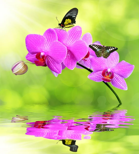 Purple orchid — Stock Photo, Image