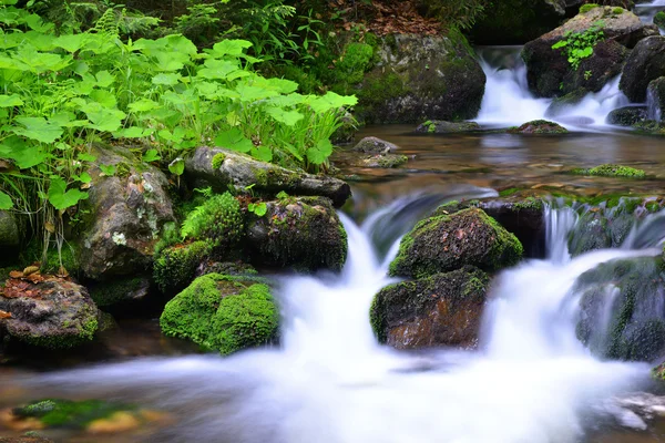 Bergkreek — Stockfoto