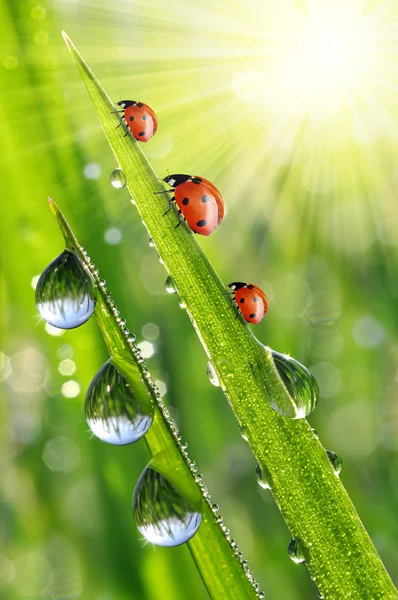 Dew and ladybirds — Stock Photo, Image