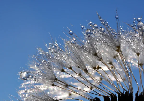 Dewy paardebloem — Stockfoto