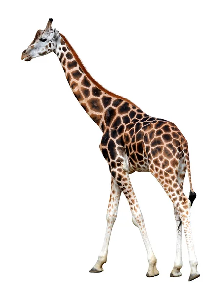 Ritratto di una giraffa — Foto Stock