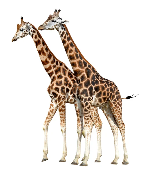 Giraffen — Stockfoto