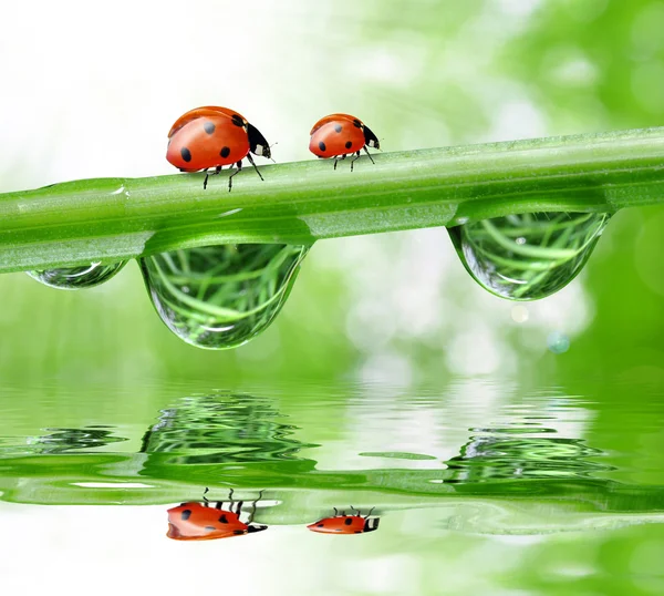 Dew and ladybirds — Stock Photo, Image