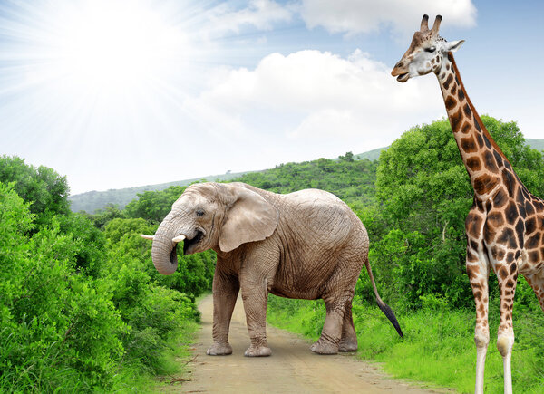 Giraffe and elephant