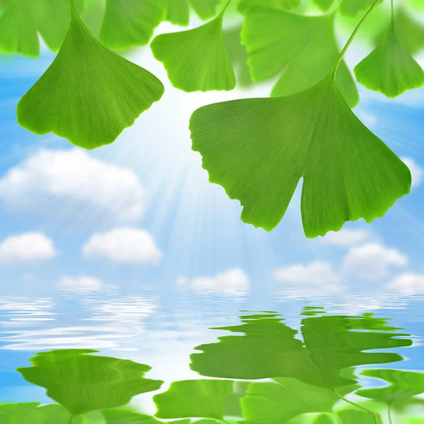 Ginkgo biloba — Stock Photo, Image