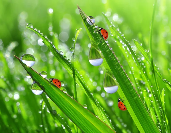 Dew drops and ladybug — Stock Photo, Image