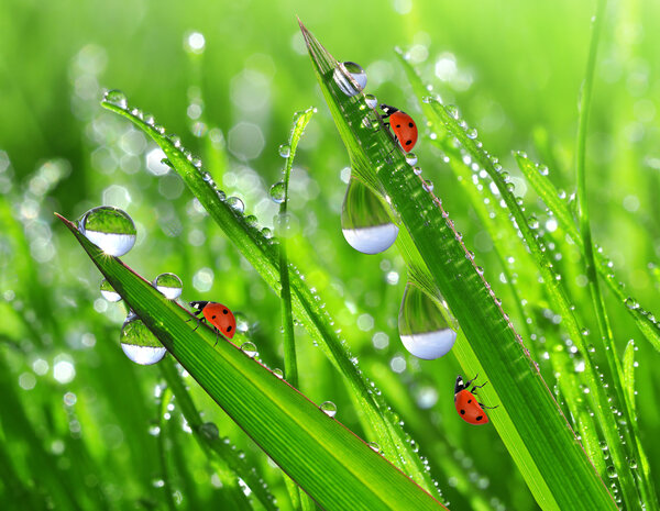 Dew drops and ladybug