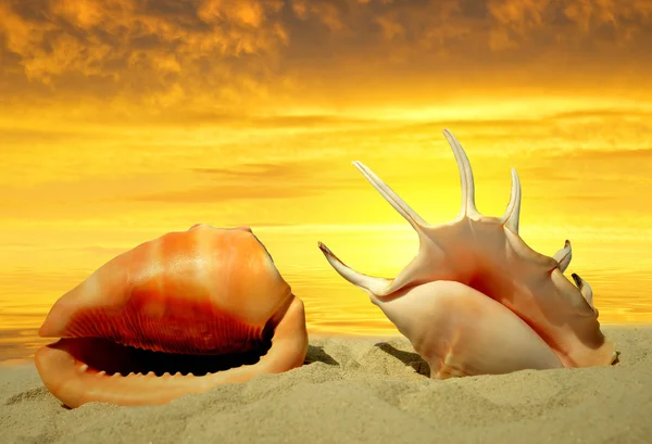 Conchas en la playa — Foto de Stock