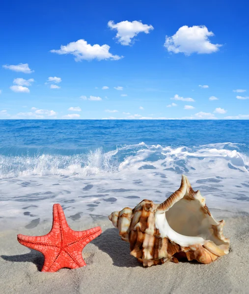 Conch shell with starfish — Stock Photo, Image